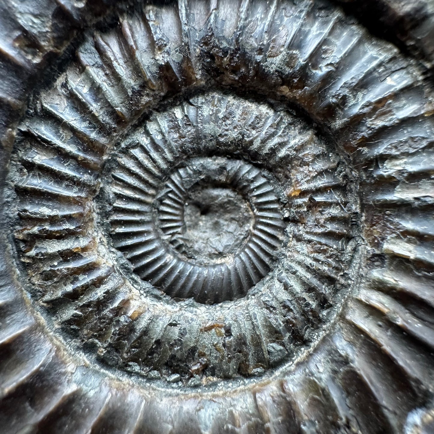 Dactylioceras Ammonite Fossil With box and Stand - Whitby, North Yorkshire Jurassic Coast Yorkshire Fossils