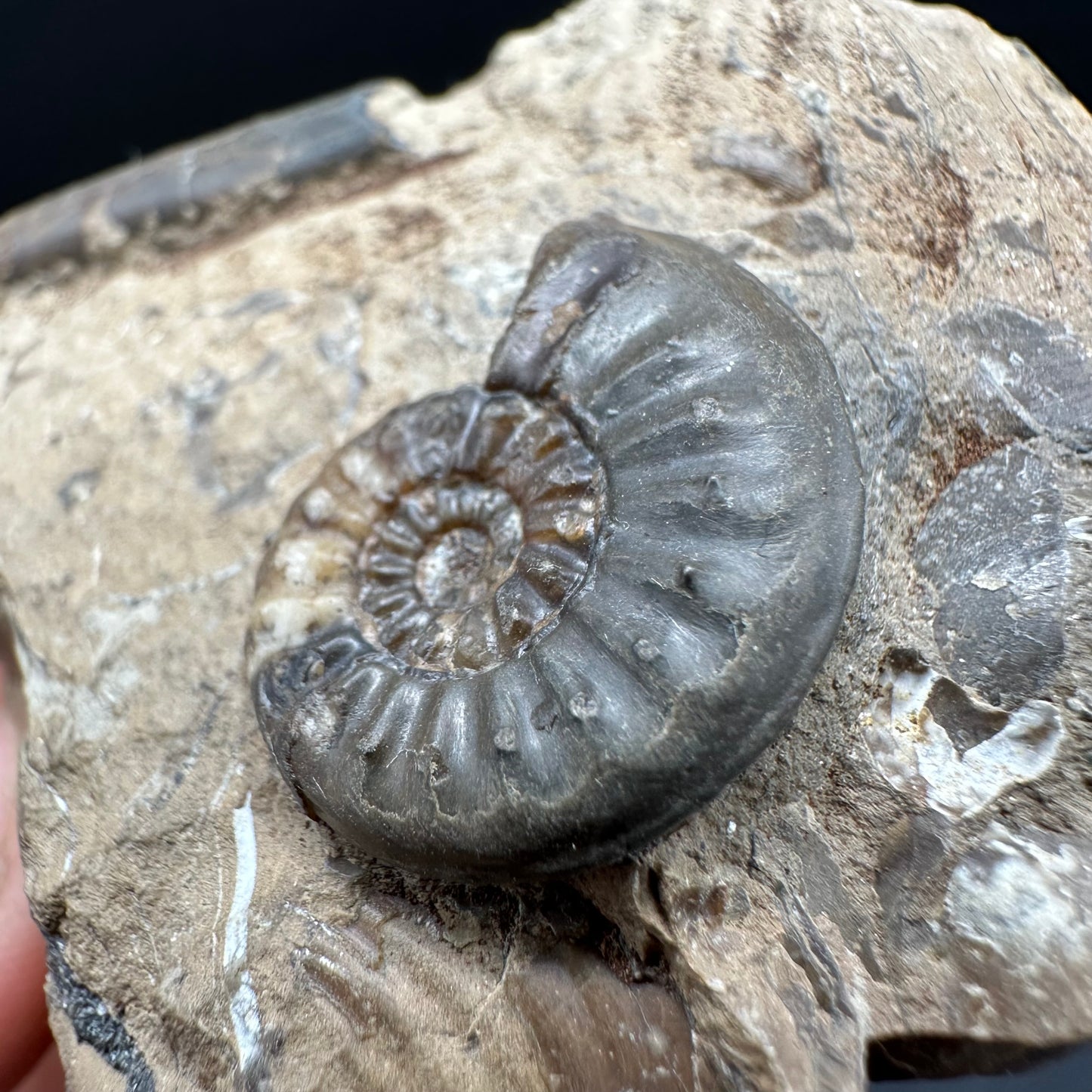 Amaltheus subnodosus Ammonite fossil with box and stand - Whitby, North Yorkshire Jurassic Coast Yorkshire Fossils