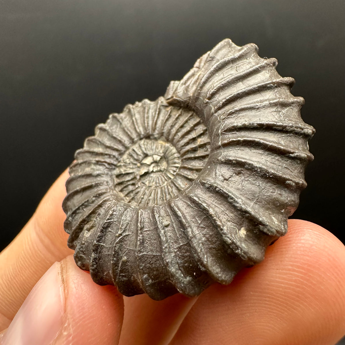 Schlothemia sp. ammonite fossil with box and stand - Whitby, North Yorkshire Jurassic Coast, Yorkshire fossils