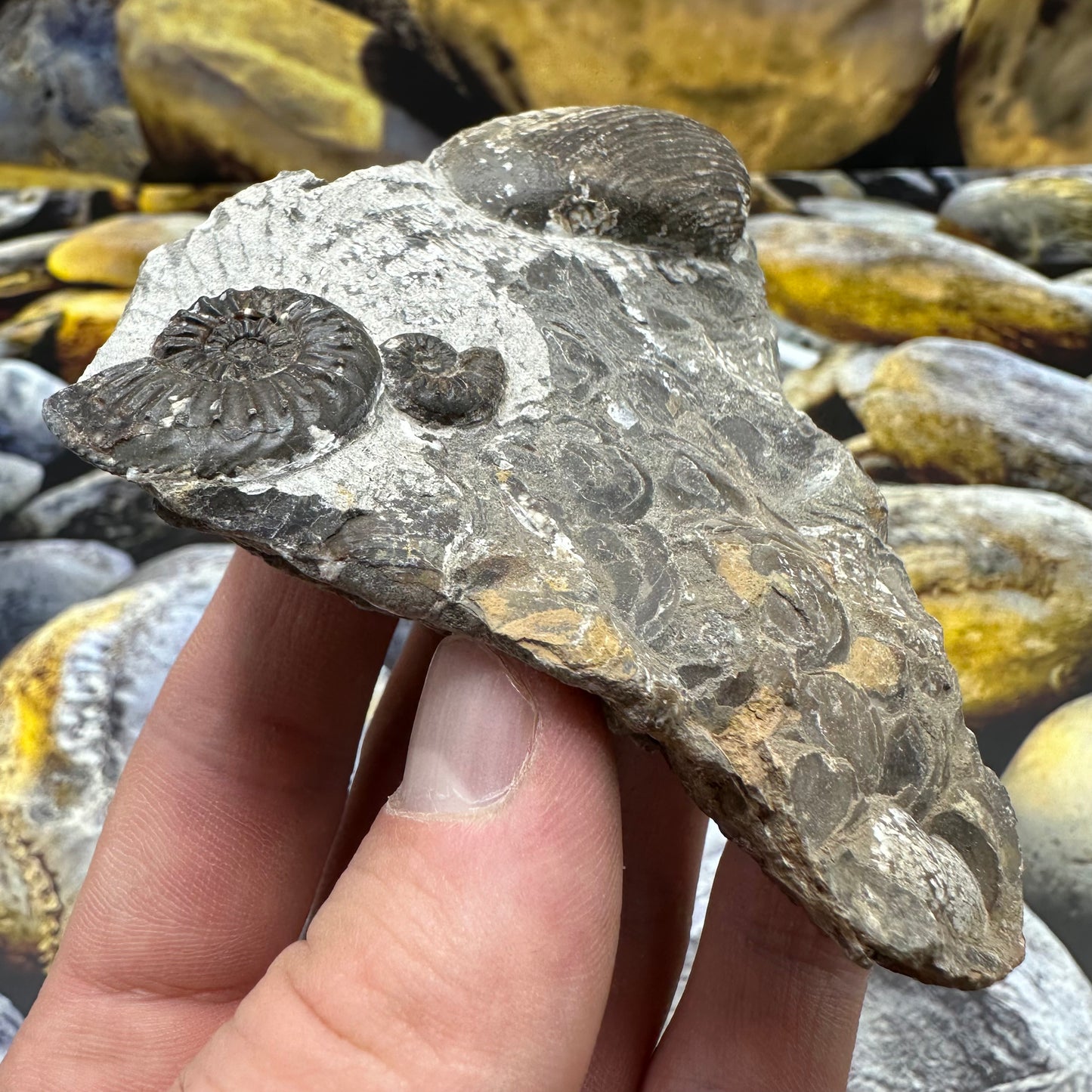 Amaltheus subnodosus ammonite fossil - Whitby, North Yorkshire