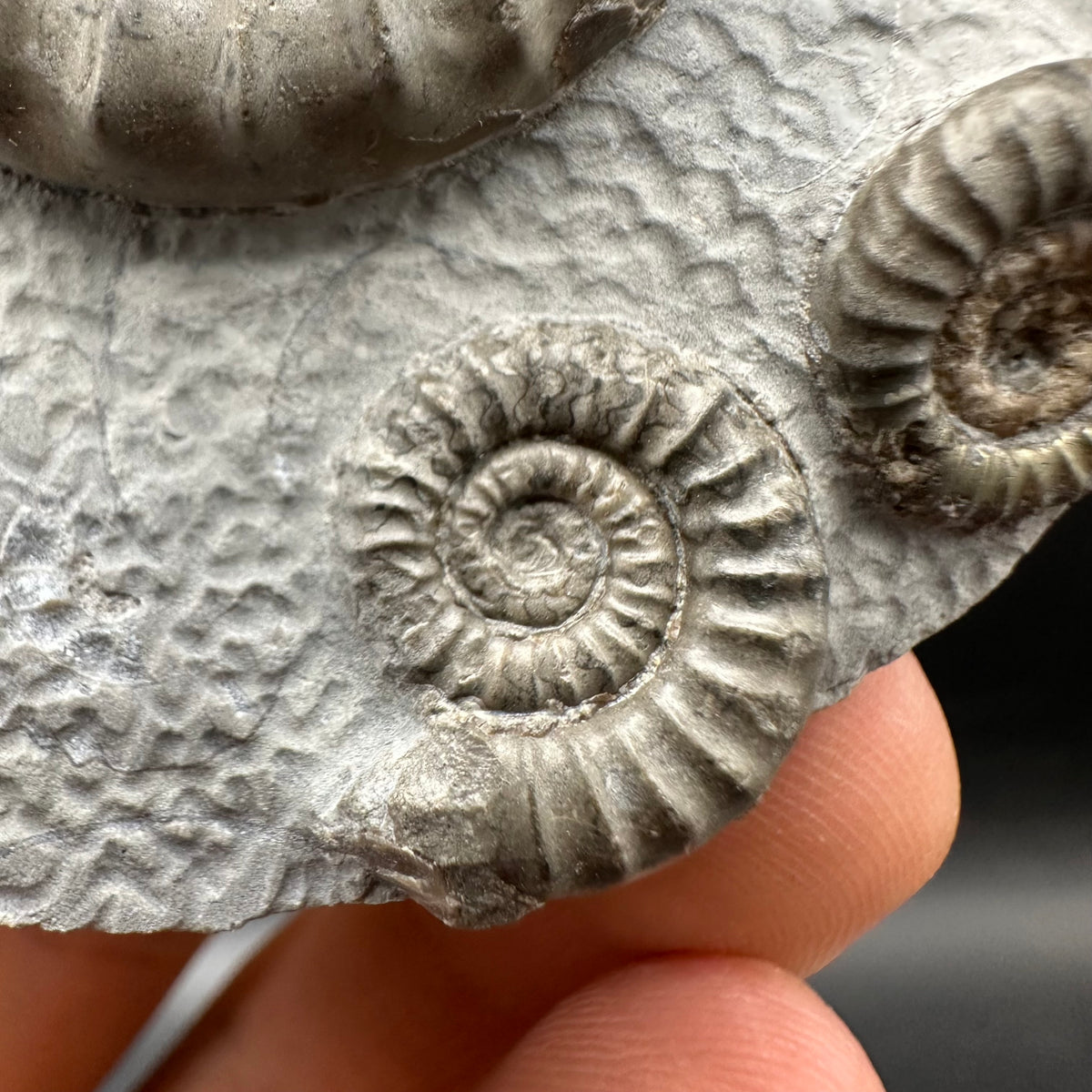 Arnioceras ammonite shell fossil with box and stand - Whitby, North Yorkshire Jurassic Coast Yorkshire Fossils