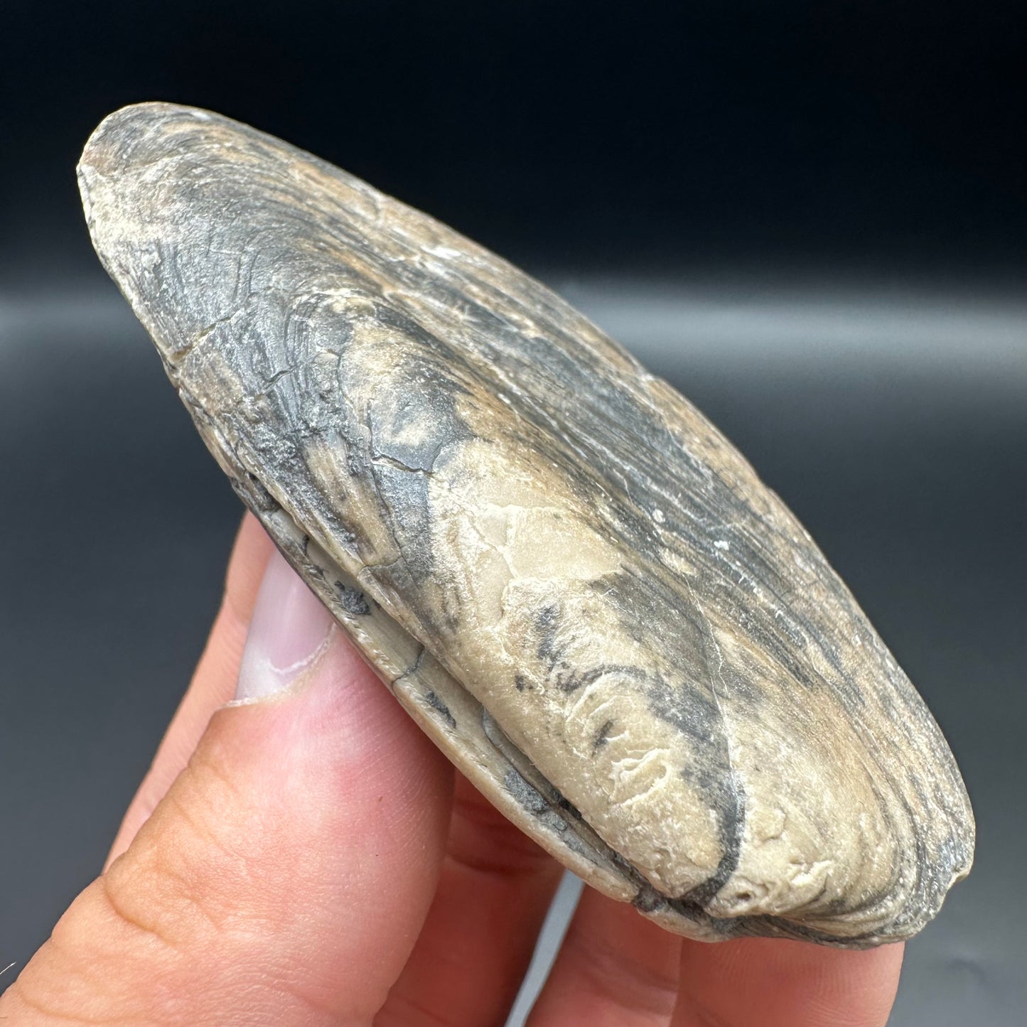 Shell fossil with box and stand - Whitby, North Yorkshire, Jurassic Coast, Yorkshire Fossils