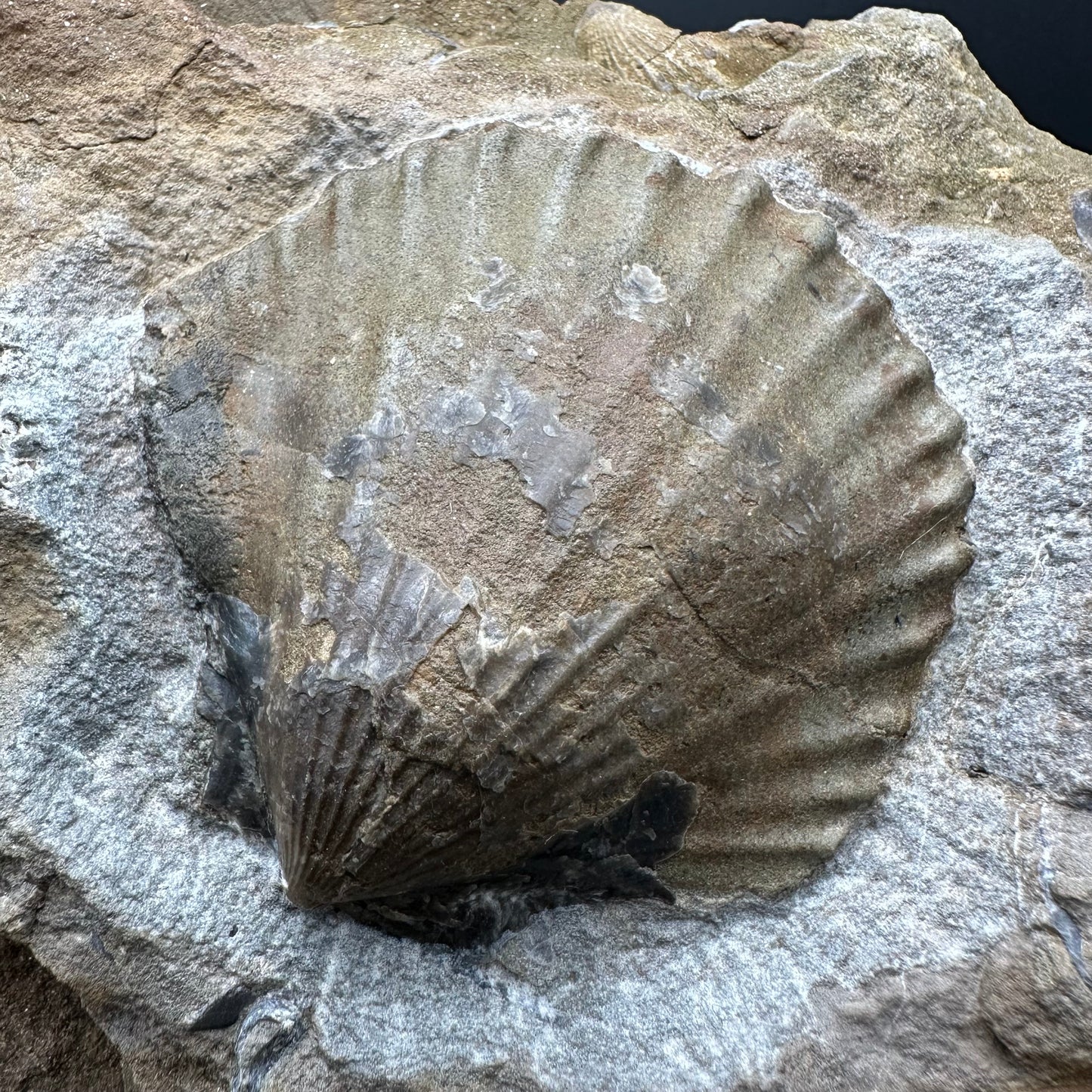 Shell fossil with stand - Whitby, North Yorkshire, Jurassic Coast, Yorkshire Fossils