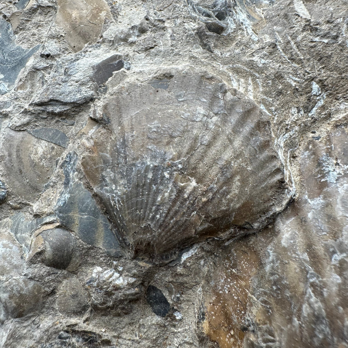 Shell fossil with stand - Whitby, North Yorkshire, Jurassic Coast, Yorkshire Fossils