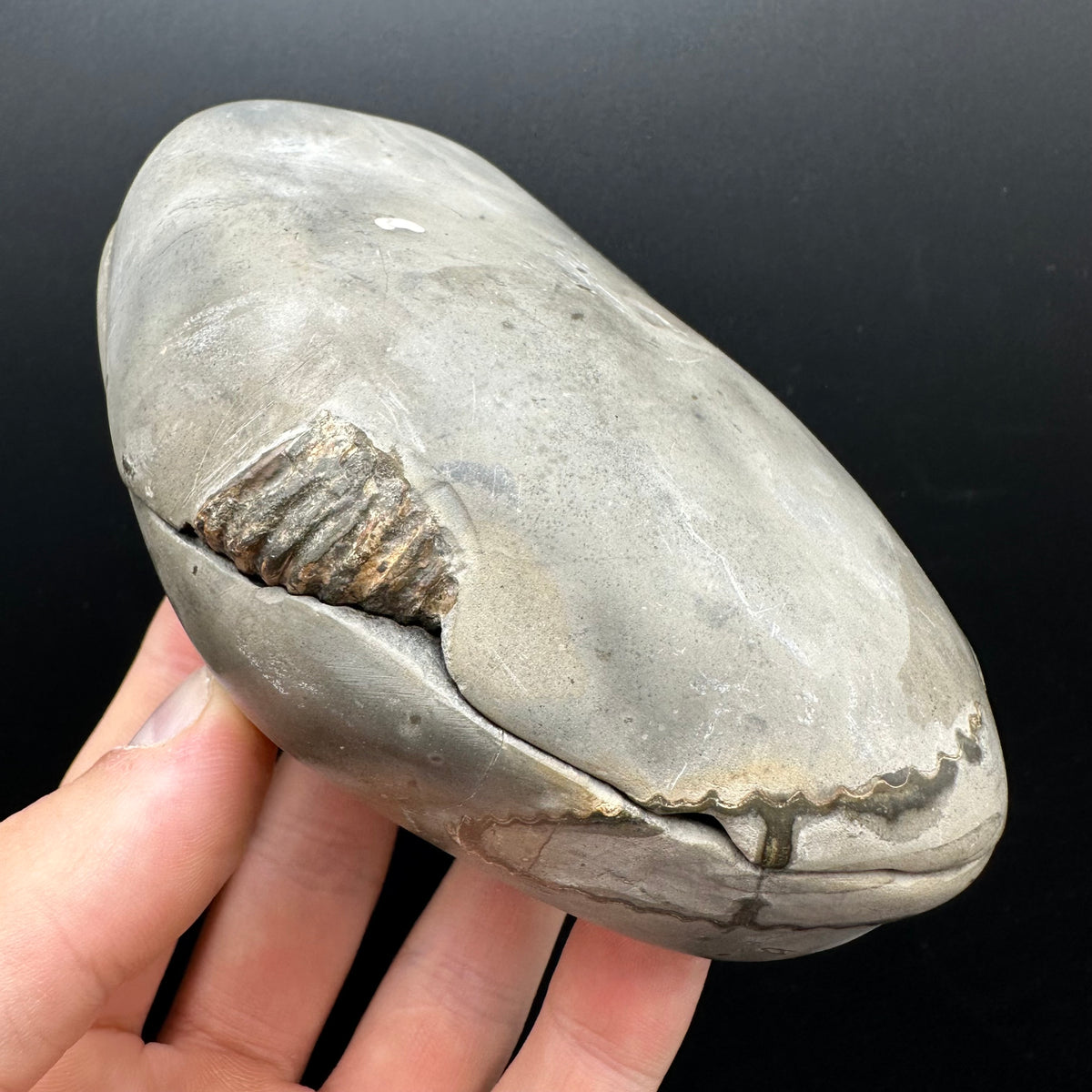 Dactylioceras Ammonite nodule (split pair) Fossil With Stand - Whitby, North Yorkshire Jurassic Coast Yorkshire Fossils