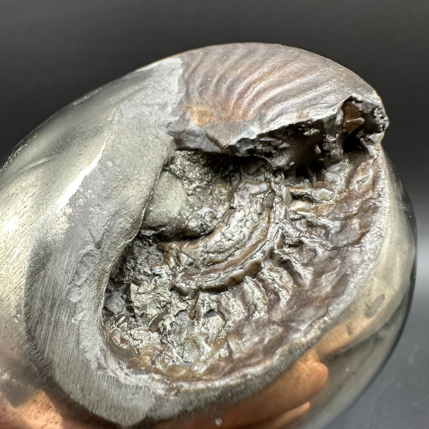 Golden Egg (GENUINE) Ammonite Fossil With Stand - Whitby, North Yorkshire Jurassic Coast Yorkshire Fossils