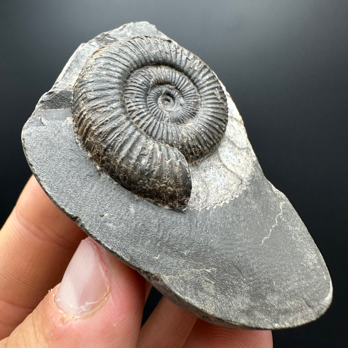 Dactylioceras Ammonite Fossil With box and Stand - Whitby, North Yorkshire Jurassic Coast Yorkshire Fossils