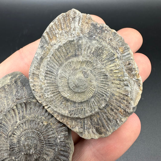 Dactylioceras imprint (negative) bundle ammonite shell fossil with box - Whitby, North Yorkshire, Yorkshire Fossils