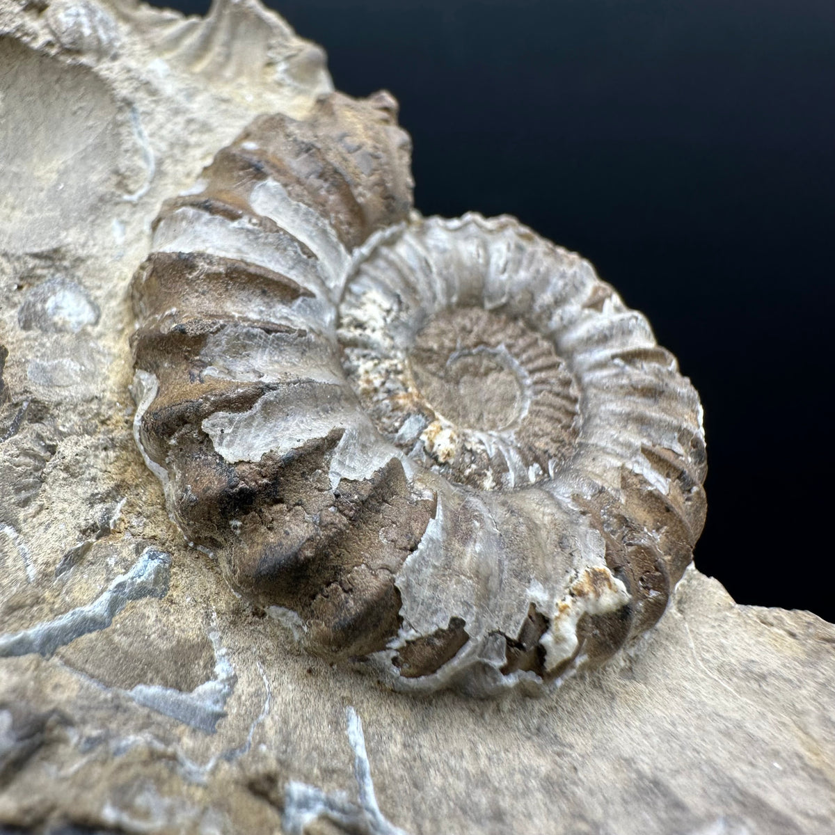 Androgynoceras capricornus Ammonite Fossil With Stand - Whitby, North Yorkshire Jurassic Coast Yorkshire Fossils