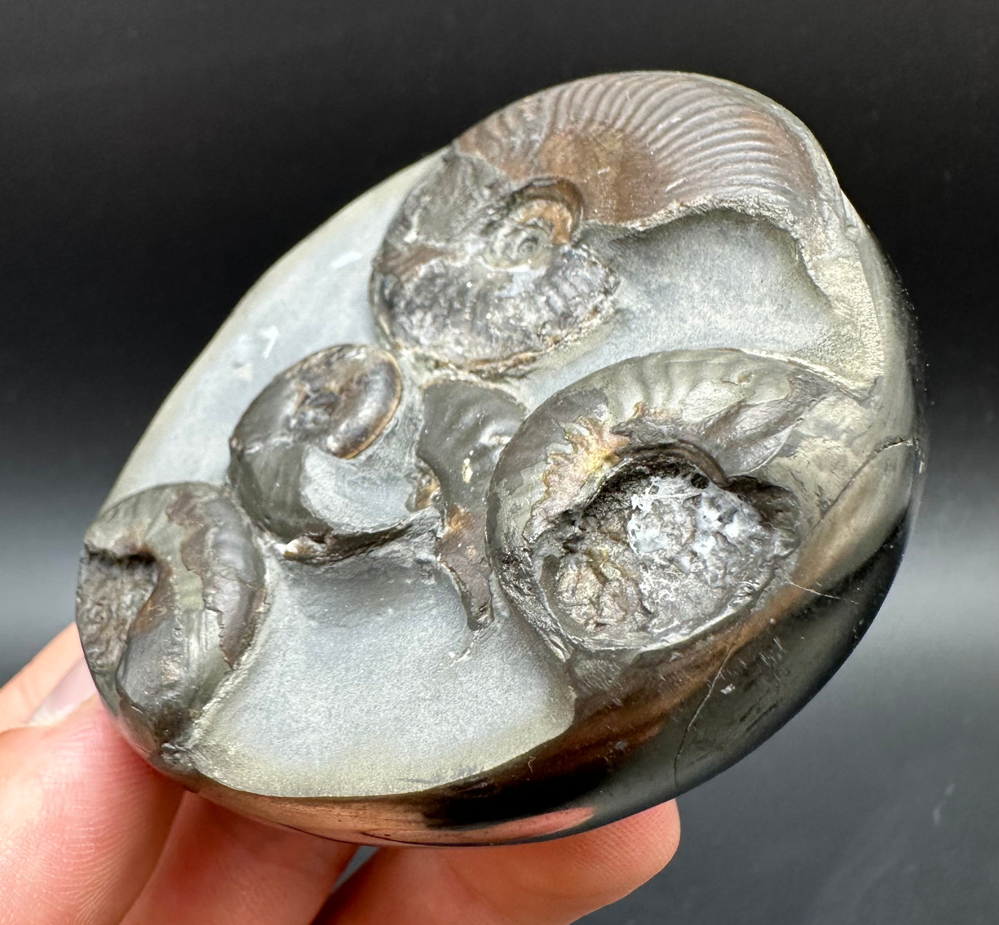 Golden Egg (GENUINE) Ammonite Fossil With Stand - Whitby, North Yorkshire Jurassic Coast Yorkshire Fossils