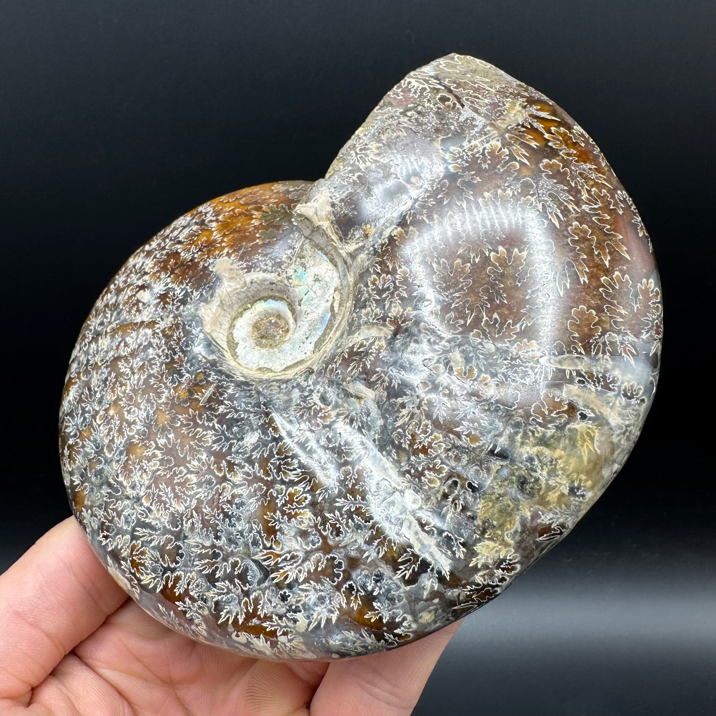 Cleoniceras Ammonite Fossil With Stand - Cretaceous Ammonite Madagascar