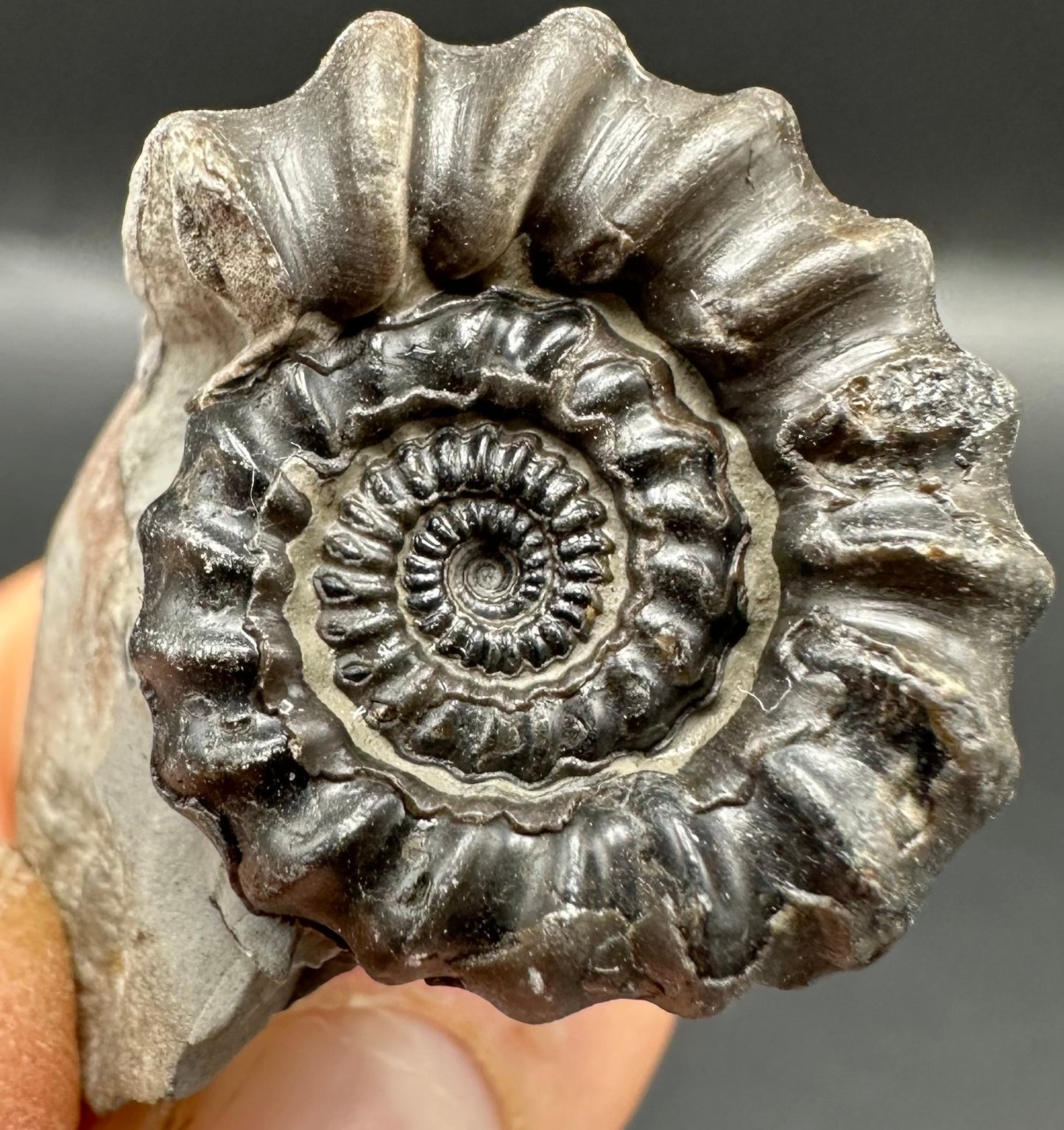 Gagaticeras Ammonite fossil with box and stand - Whitby, North Yorkshire Jurassic Coast Yorkshire Fossils