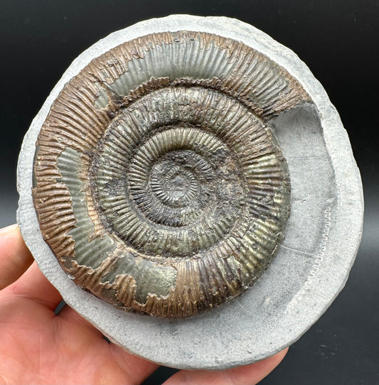 Dactylioceras semicelatum Ammonite fossil with stand - Whitby, North Yorkshire Jurassic Coast Yorkshire Fossils