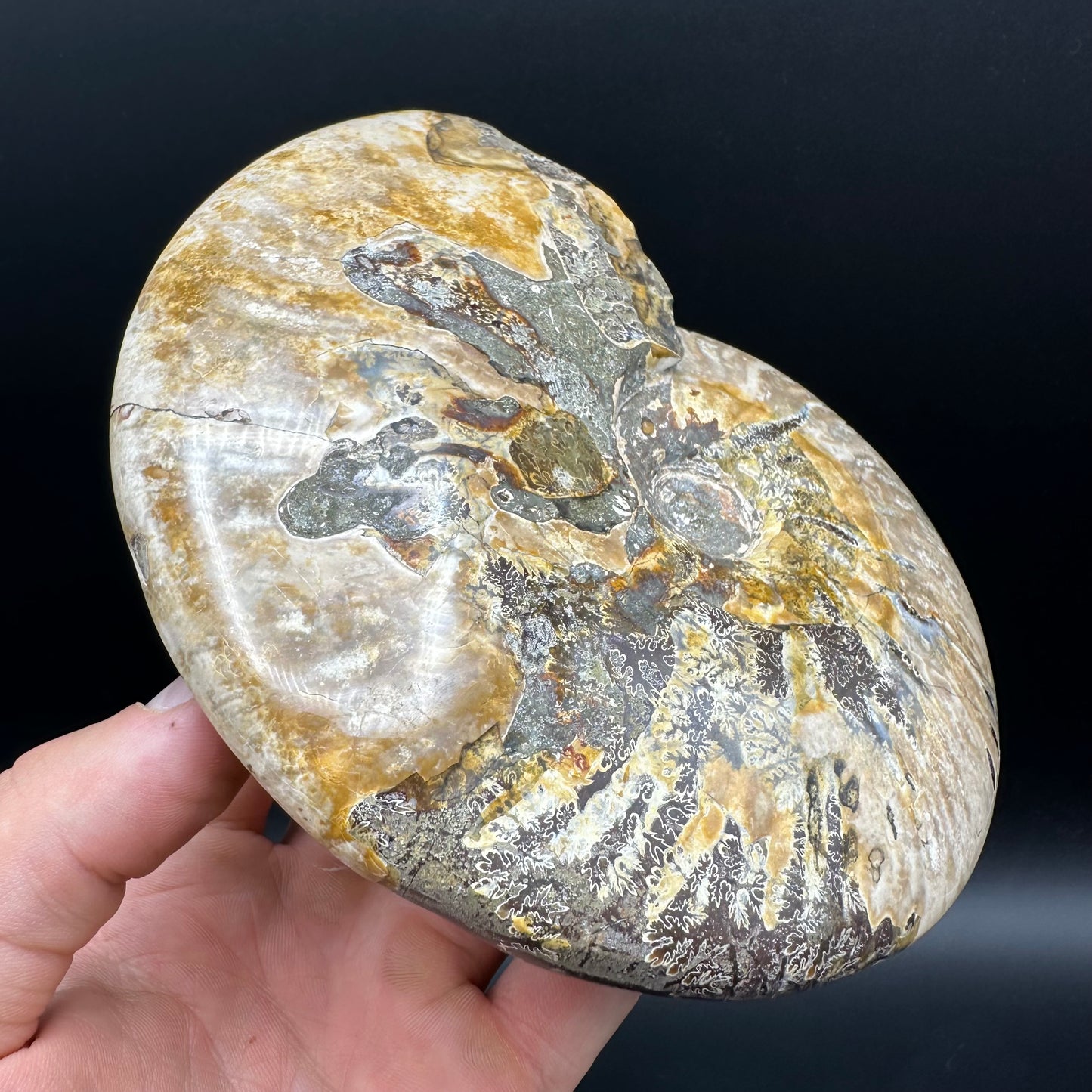 Cleoniceras Ammonite Fossil With Stand - Cretaceous Ammonite Madagascar