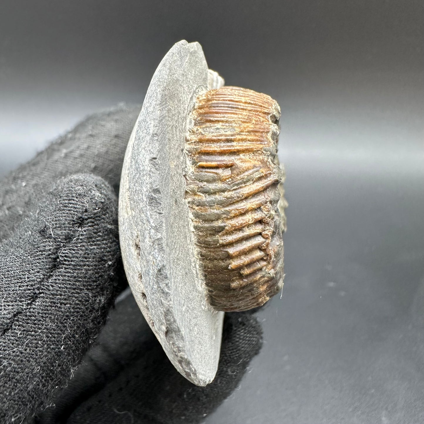Peronoceras Sp. Ammonite fossil with box and stand - Whitby, North Yorkshire Jurassic Coast Yorkshire Fossils