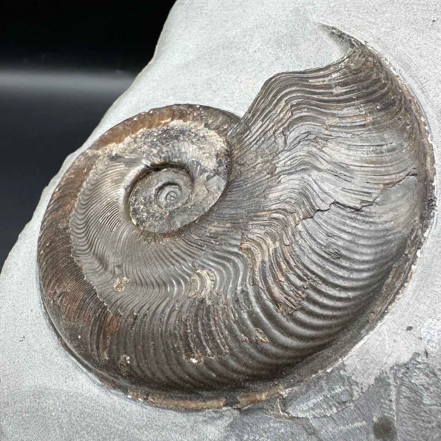 Harpoceras Sp. Ammonite fossil - Whitby, North Yorkshire Jurassic Coast Yorkshire Fossils