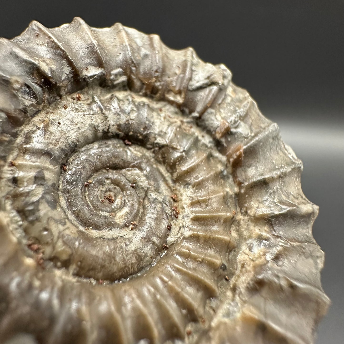 Arnioceras ammonite shell fossil with box and stand - Whitby, North Yorkshire Jurassic Coast Yorkshire Fossils