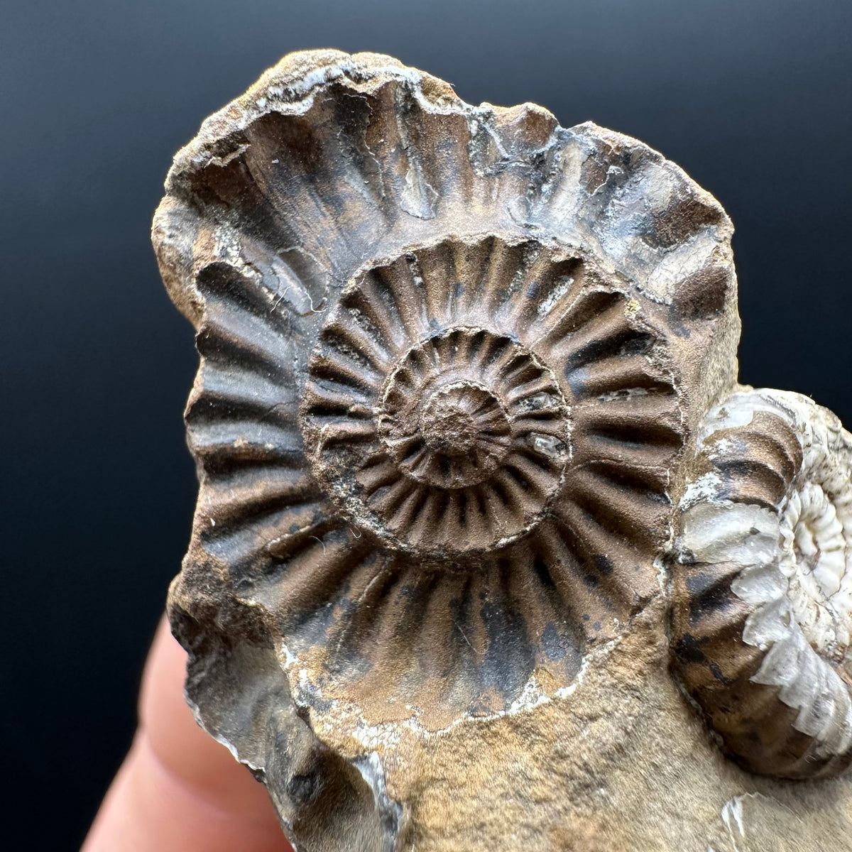 Androgynoceras capricornus Ammonite Fossil With Stand - Whitby, North Yorkshire Jurassic Coast Yorkshire Fossils