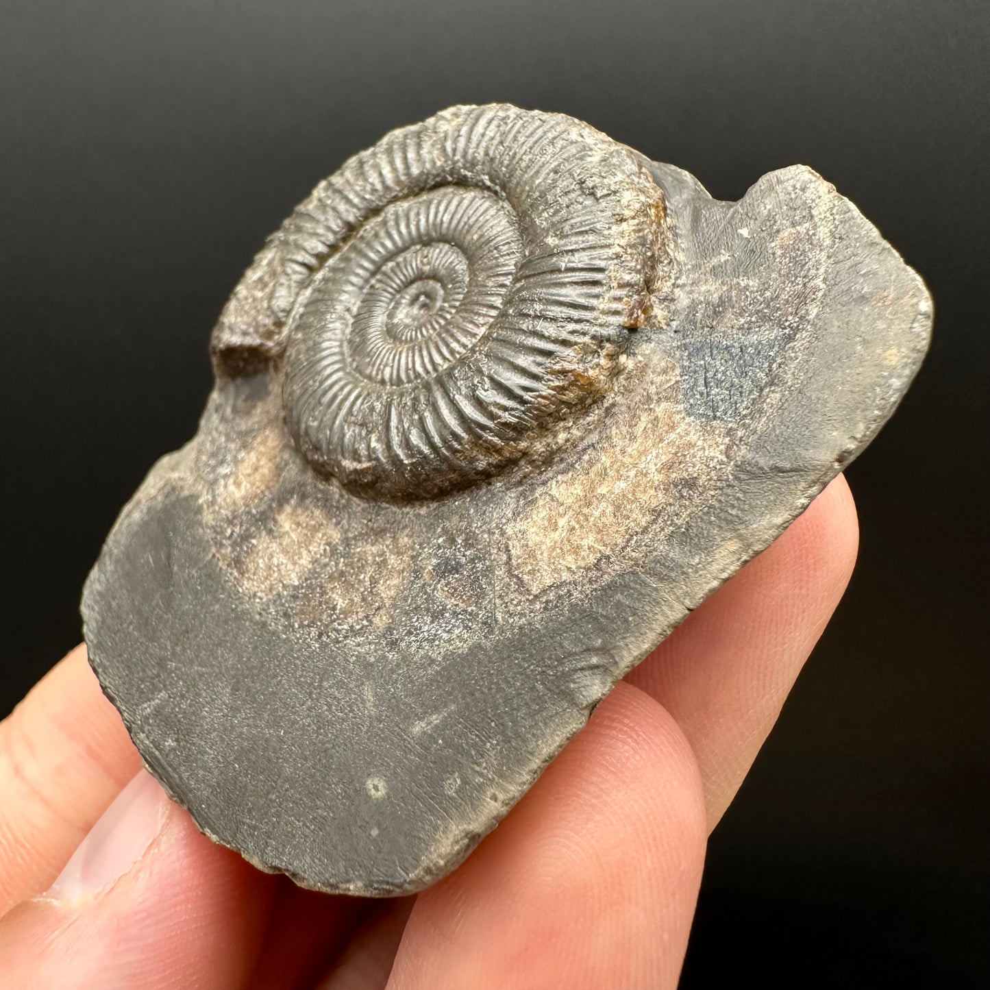 Genuine Yorkshire ammonite fossil for sale – Whitby Jurassic specimen