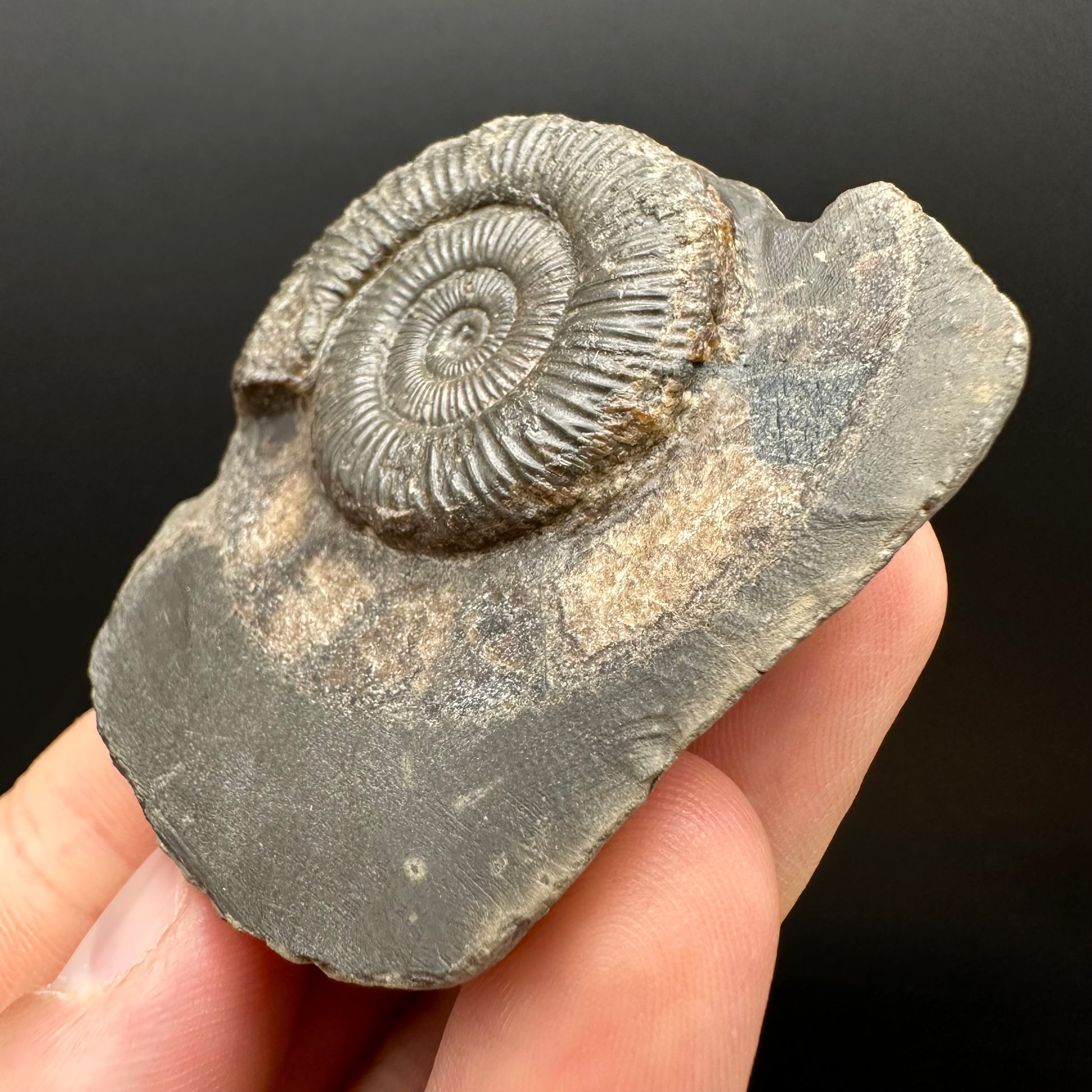 Genuine Yorkshire ammonite fossil for sale – Whitby Jurassic specimen