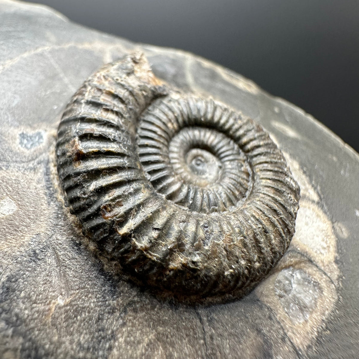 Dactylioceras Ammonite Fossil With box and Stand - Whitby, North Yorkshire Jurassic Coast Yorkshire Fossils