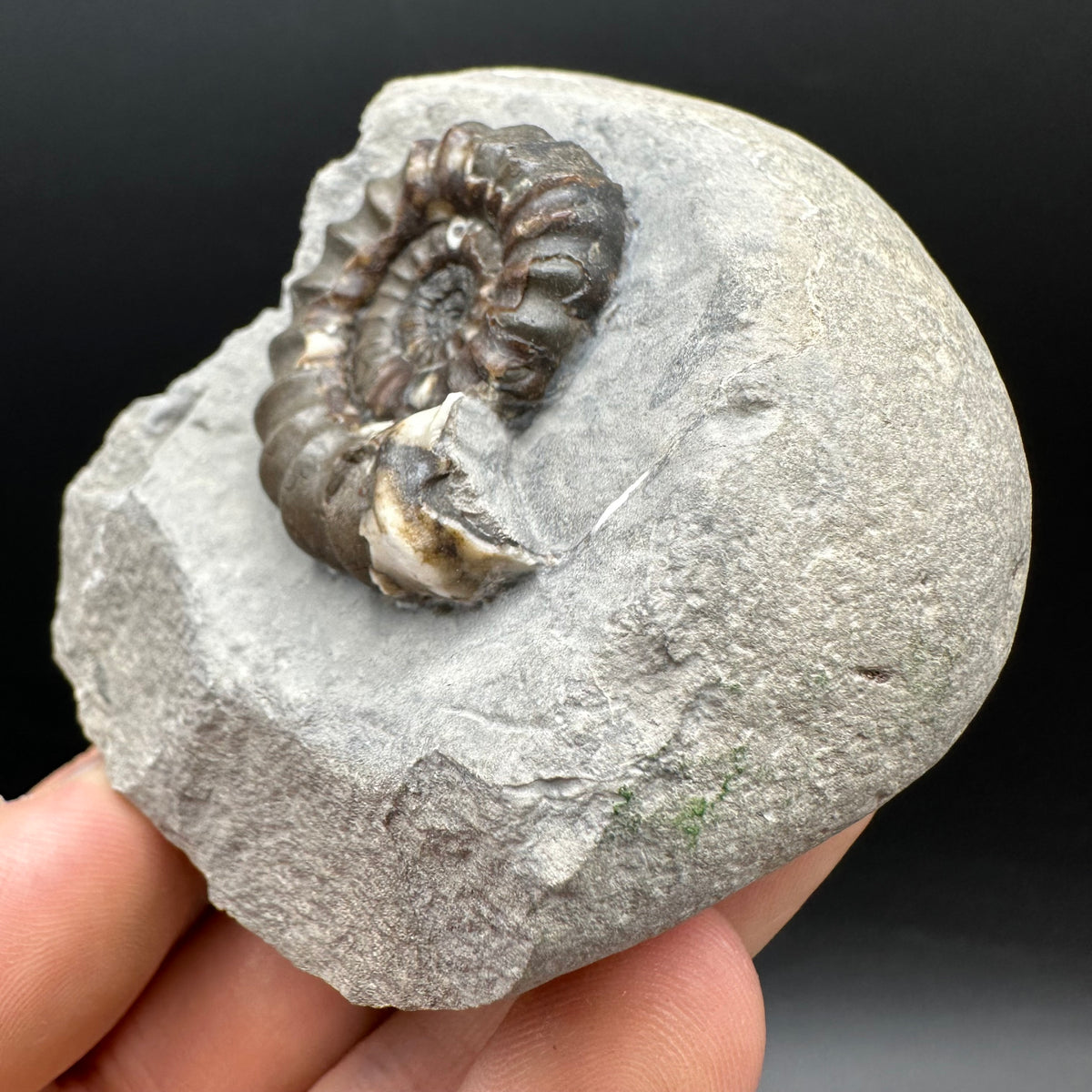 Androgynoceras maculatum ammonite fossil with box and stand - Whitby, North Yorkshire Jurassic Coast Yorkshire Fossils