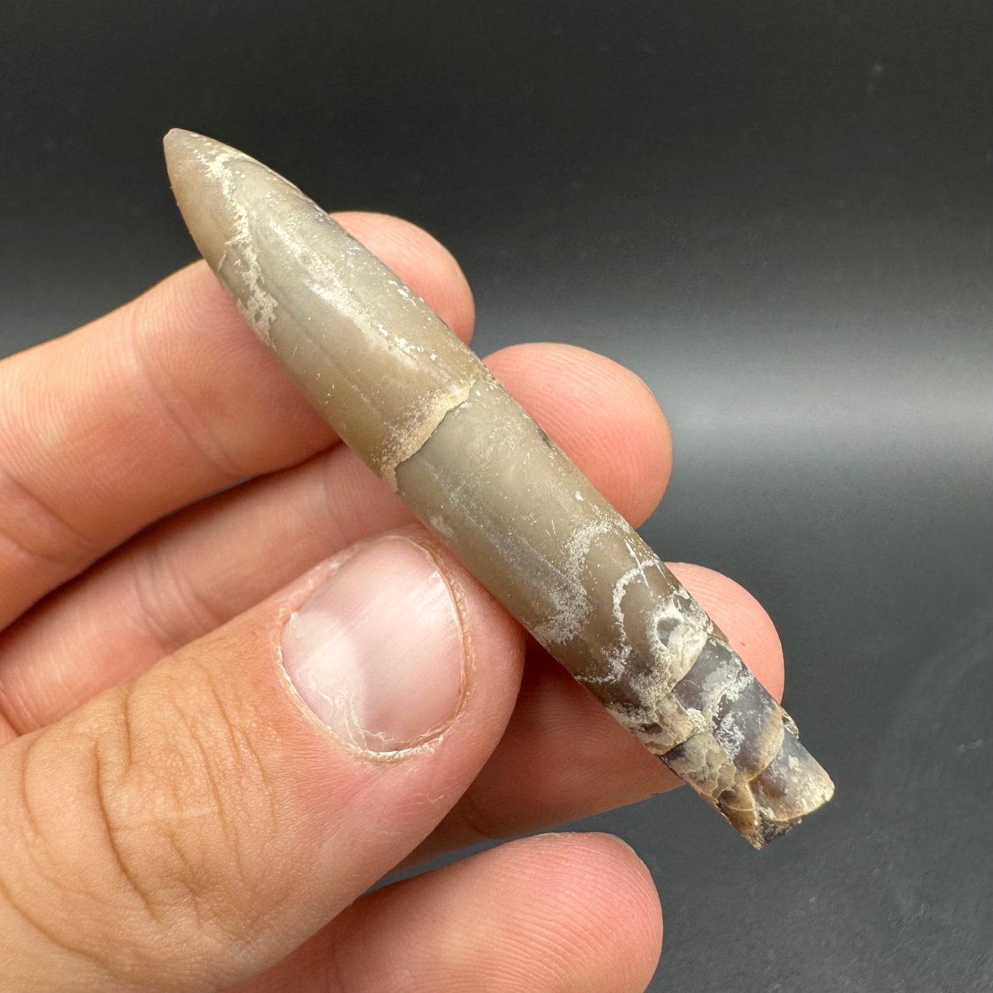 Hibolite (Fossil Squid) shell fossil with box and stand - Whitby, North Yorkshire Jurassic Coast Yorkshire Fossils