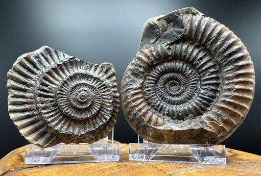 Dactylioceras Ammonite nodule (split pair) Fossil With Box And Stand - Whitby, North Yorkshire Jurassic Coast Yorkshire Fossils