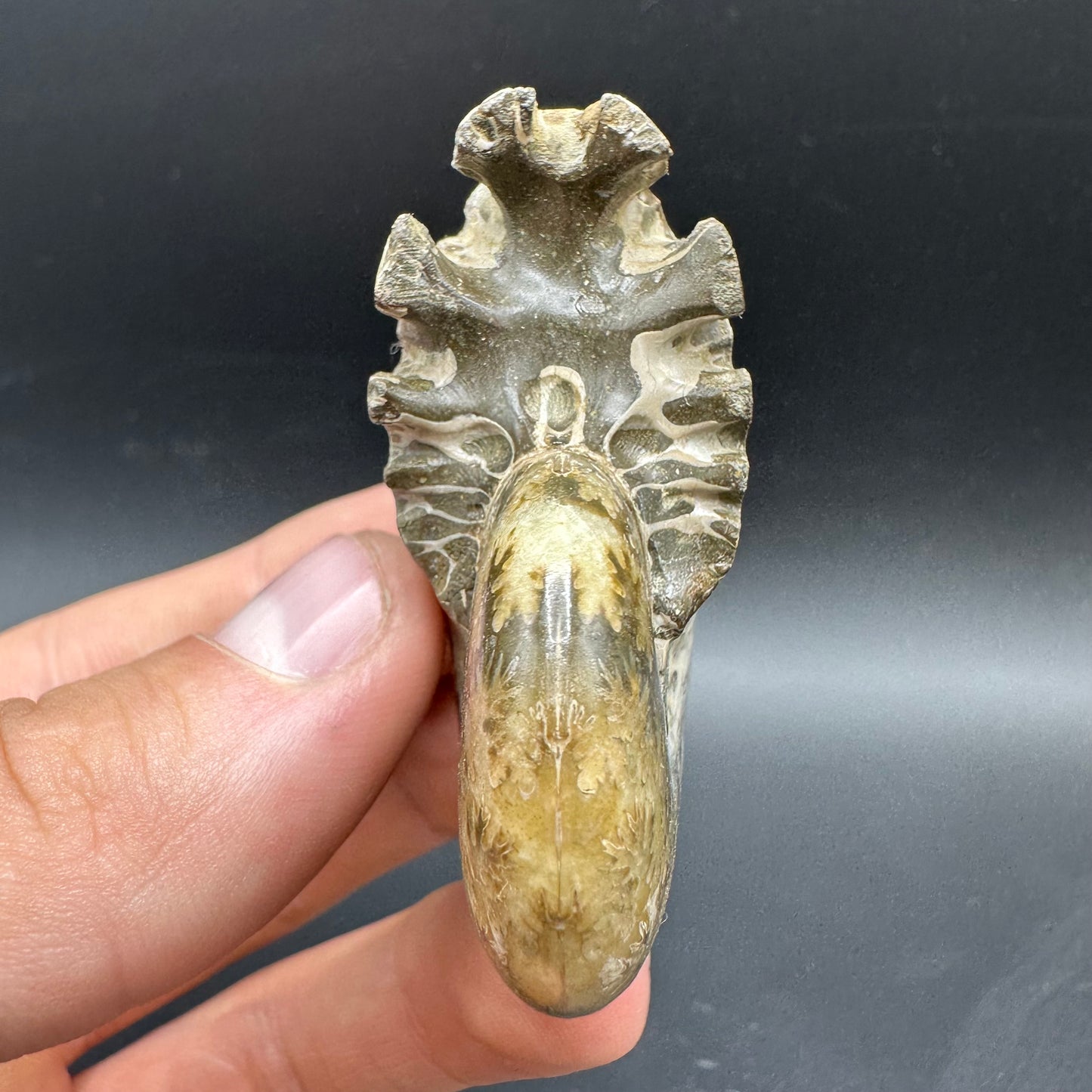 Phylloceras Ammonite Fossil With Box And Stand - Cretaceous Ammonite Madagascar