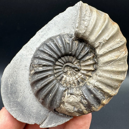 Asteroceras Ammonite fossil with box and stand - Whitby, North Yorkshire Jurassic Coast Yorkshire Fossils