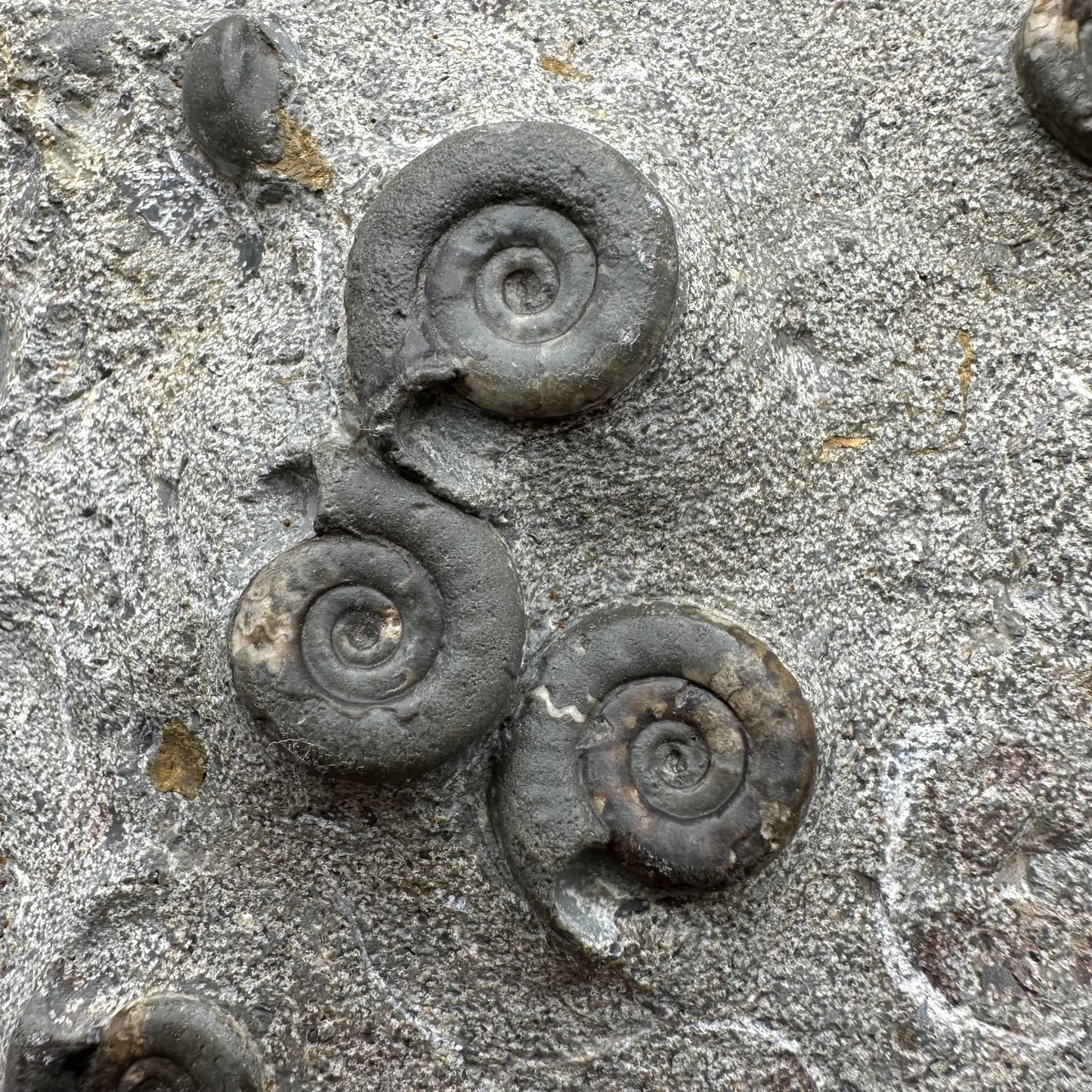 Arnioceras ammonite shell fossil with stand - Whitby, North Yorkshire Jurassic Coast Yorkshire Fossils