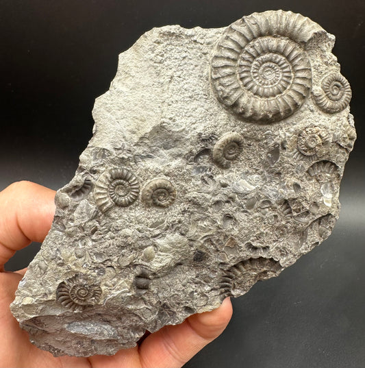 Arnioceras ammonite shell fossil with stand - Whitby, North Yorkshire Jurassic Coast Yorkshire Fossils