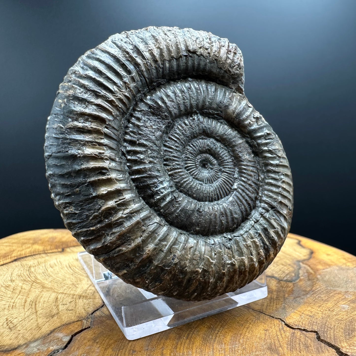 Dactylioceras Ammonite Fossil With box and Stand - Whitby, North Yorkshire Jurassic Coast Yorkshire Fossils