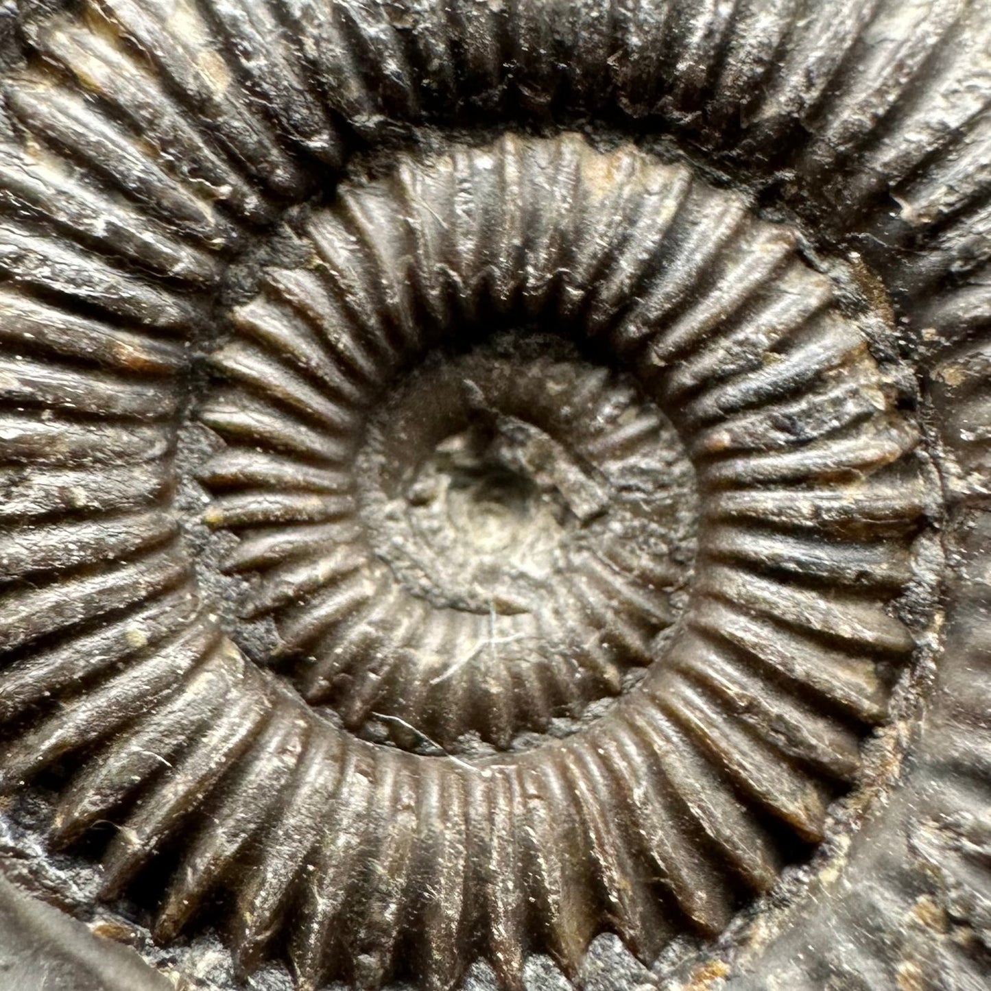 Dactylioceras Ammonite Fossil With Box And Stand - Whitby, North Yorkshire Jurassic Coast Yorkshire Fossils
