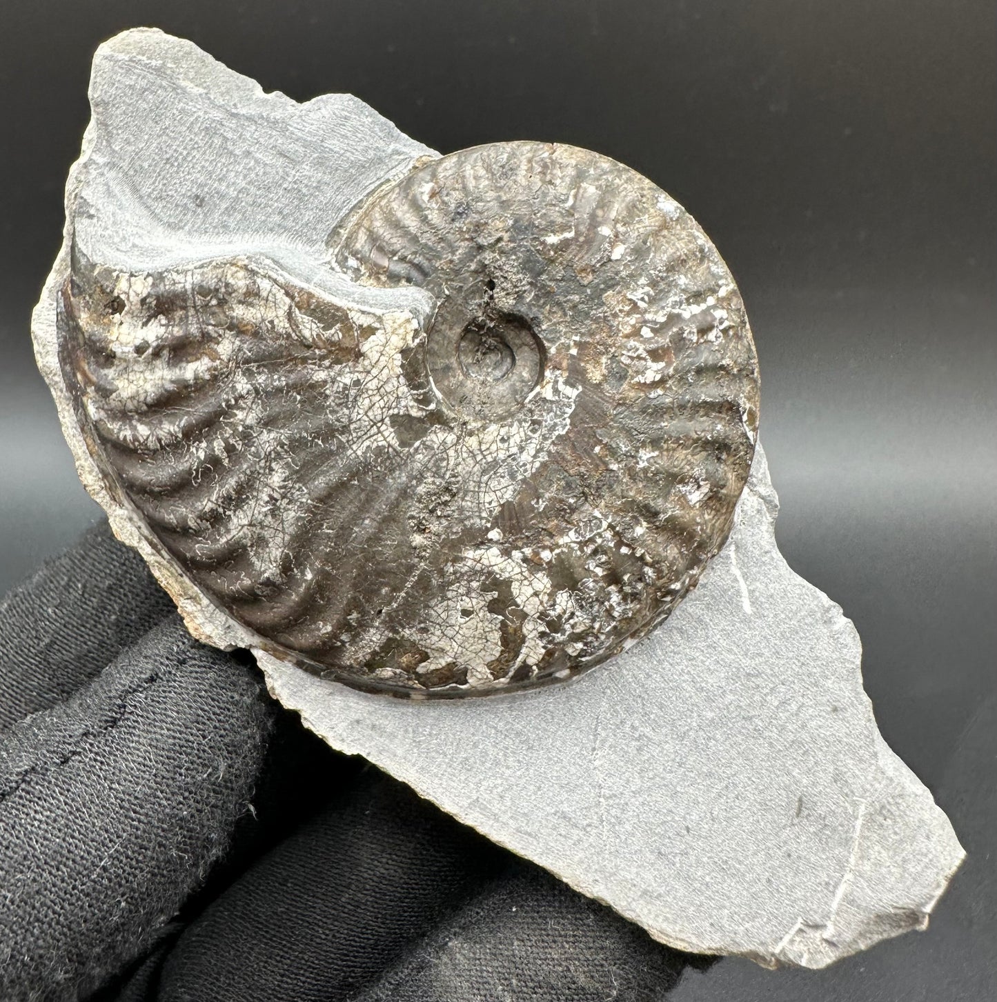 Pseudolioceras lythense Ammonite fossil with box and stand - Whitby, North Yorkshire, Yorkshire Fossils on the Jurassic Coast