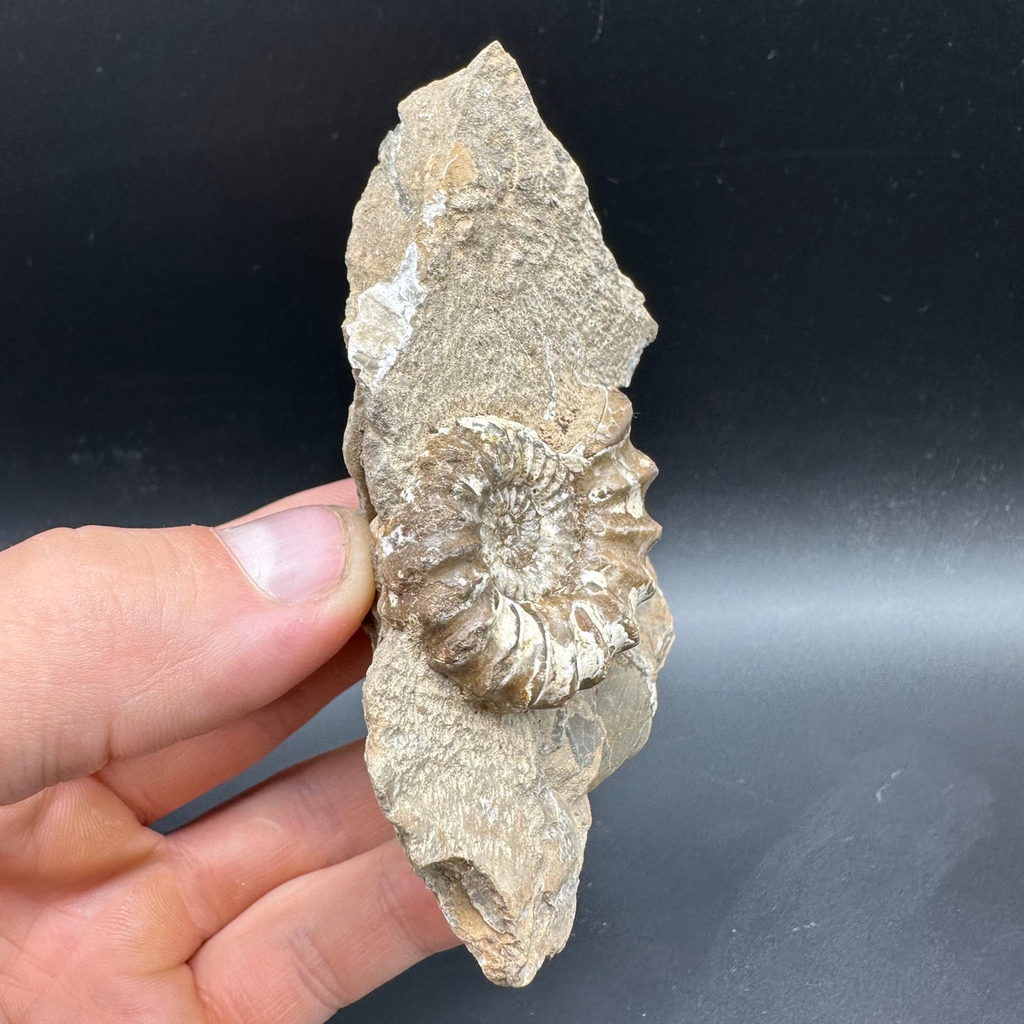 Androgynoceras capricornus Ammonite Fossil With Box And Stand - Whitby, North Yorkshire Jurassic Coast Yorkshire Fossils