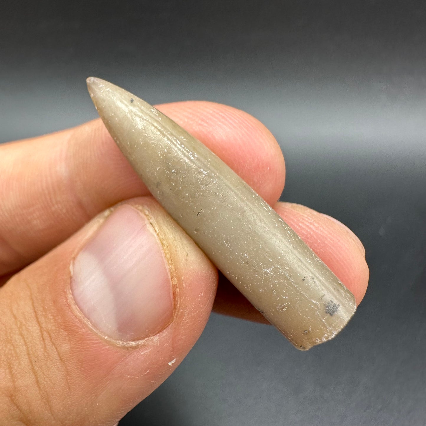 Belemnite (Fossil Squid) shell fossil - Whitby, North Yorkshire Jurassic Coast Yorkshire Fossils