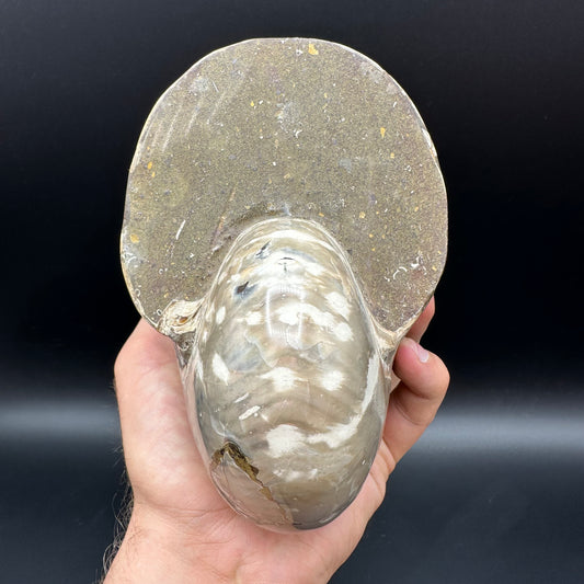Cenoceras Nautilus Fossil With Stand - Middle Cretaceous Madagascar