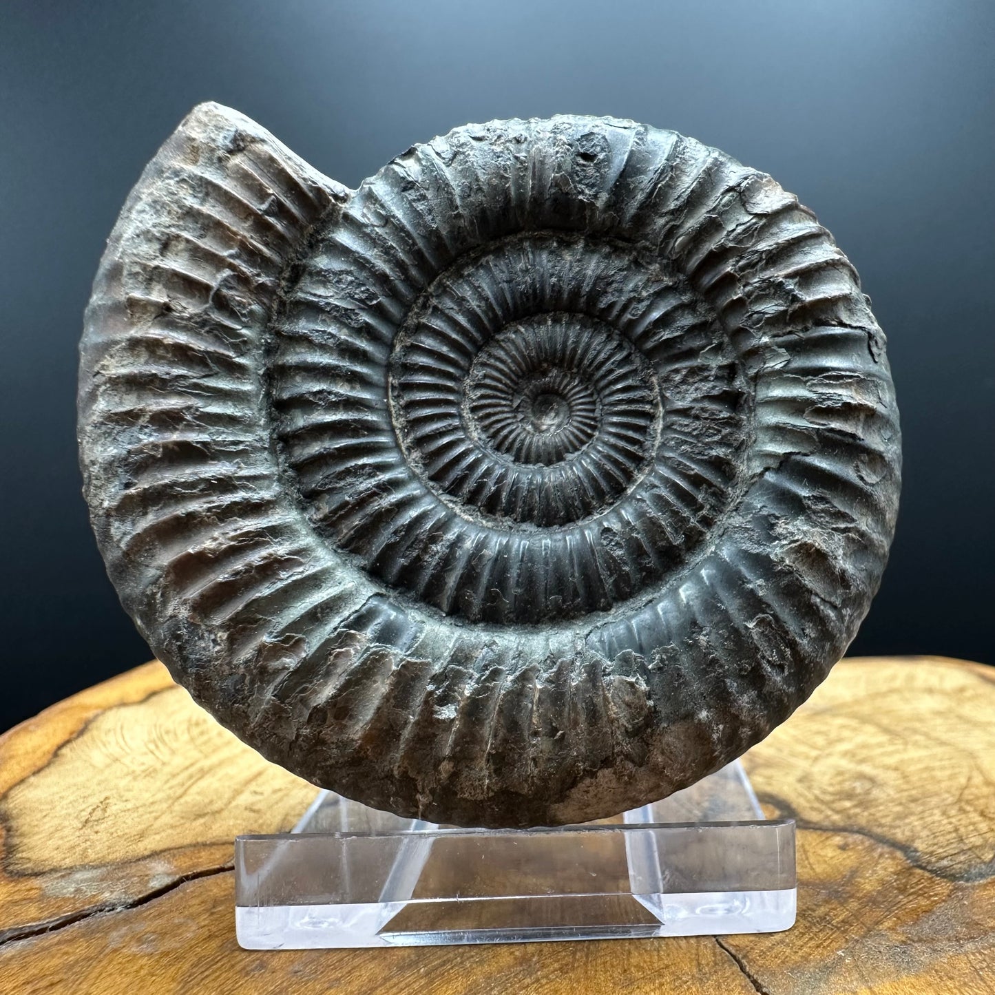 Dactylioceras Ammonite Fossil With box and Stand - Whitby, North Yorkshire Jurassic Coast Yorkshire Fossils