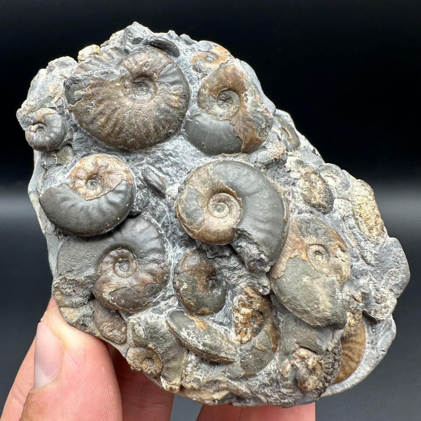 Eleganticeras Elegantulum ammonite fossil with box and stand - Whitby, North Yorkshire Jurassic Coast, Yorkshire Fossils