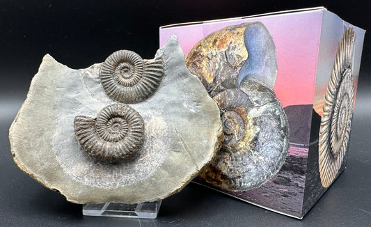 Zugodactylites ammonite fossil with box and stand - Whitby, North Yorkshire Jurassic Coast, Yorkshire fossils