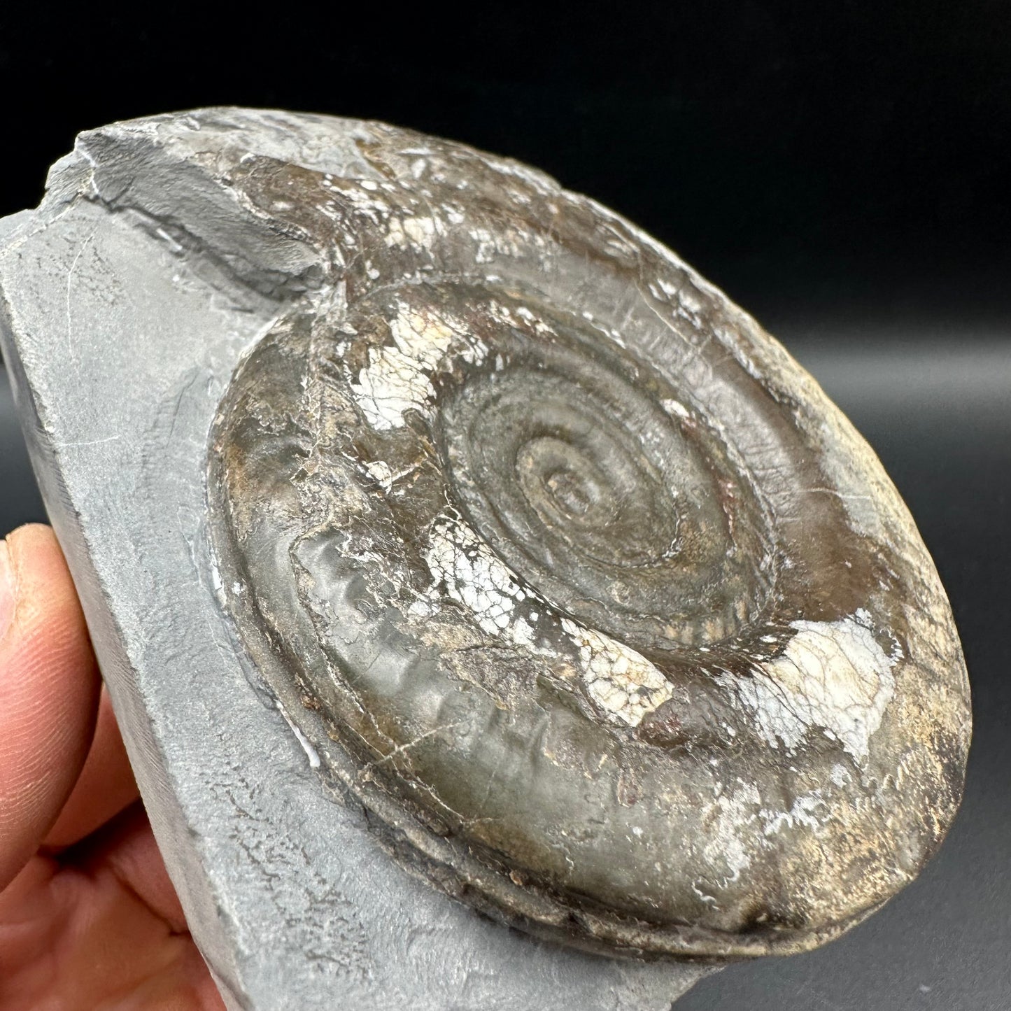 Hildoceras Bifrons Ammonite fossil with box and stand - Whitby, North Yorkshire Jurassic Coast, Yorkshire Fossils from the Jurassic Coast