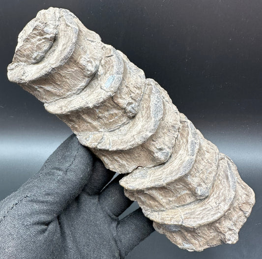Ichthyosaur Vertebra fossil - Whitby, North Yorkshire Jurassic Coast, Yorkshire fossils