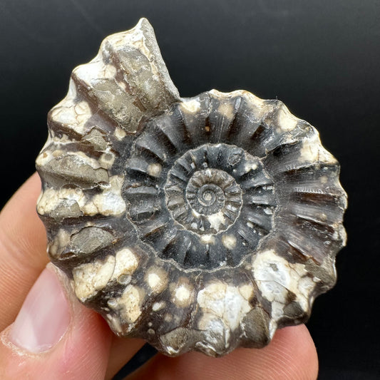 Androgynoceras maculatum ammonite fossil with box and stand - Whitby, North Yorkshire Jurassic Coast Yorkshire Fossils