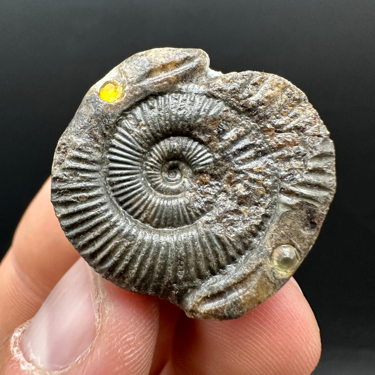 Hydra Snakestone Ammonite Fossil With Bag/Box And Stand - Whitby, North Yorkshire Jurassic Coast Yorkshire Fossils