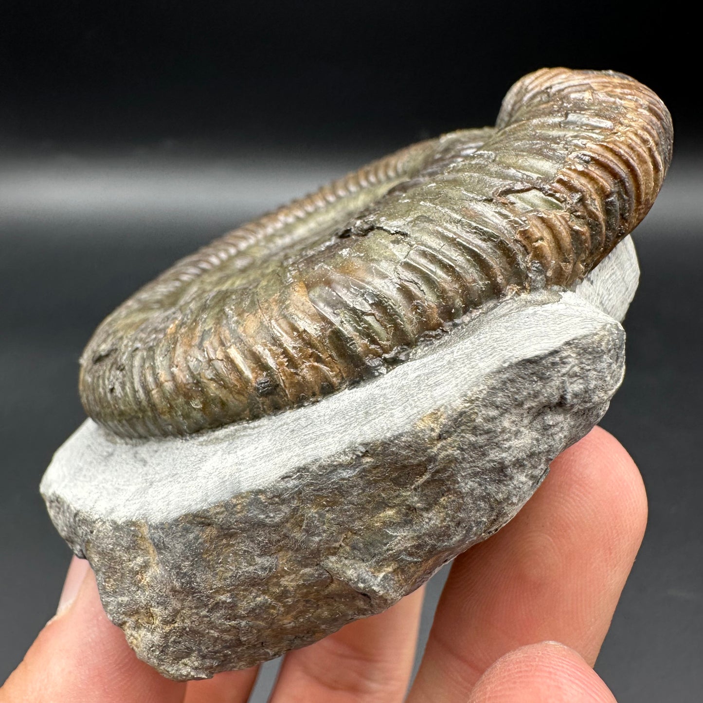 Dactylioceras Ammonite Fossil With Box And Stand - Whitby, North Yorkshire Jurassic Coast Yorkshire Fossils