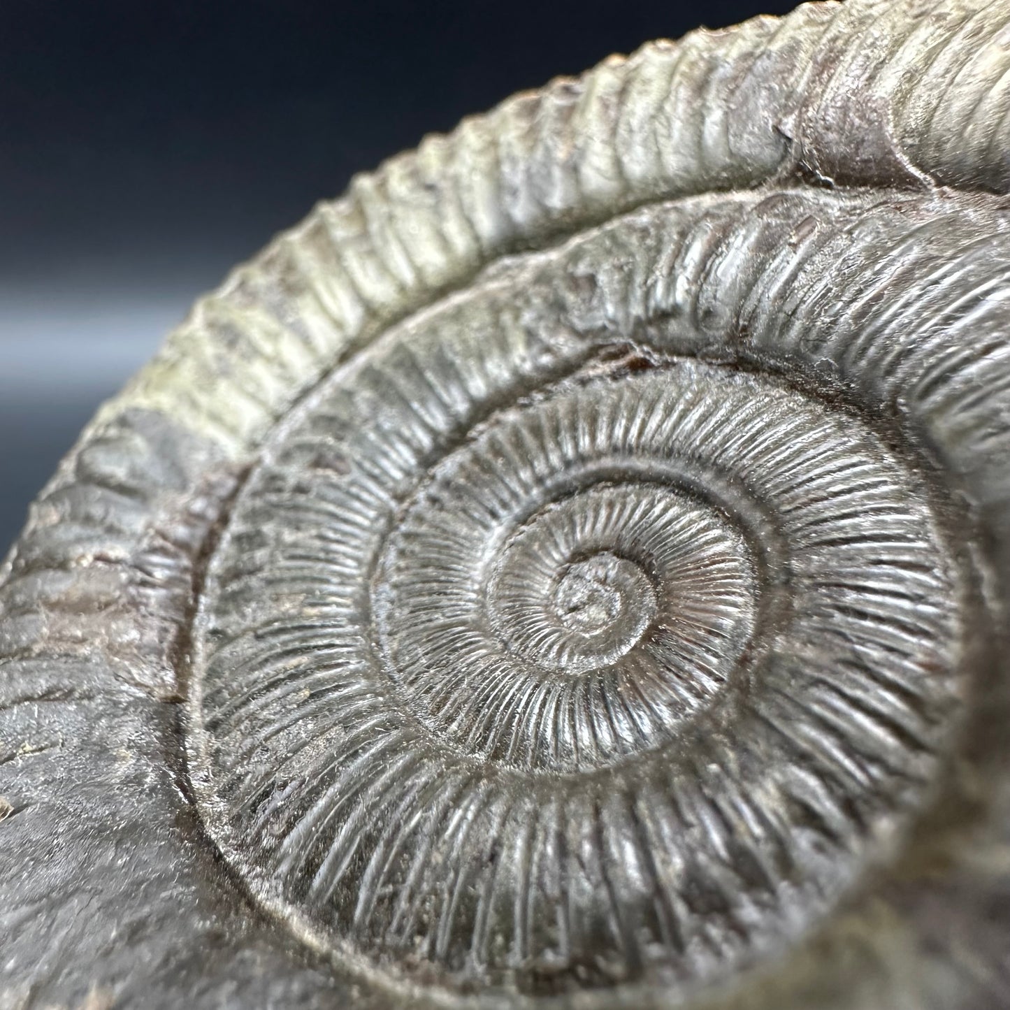 Dactylioceras Ammonite Fossil With Box And Stand - Whitby, North Yorkshire Jurassic Coast Yorkshire Fossils