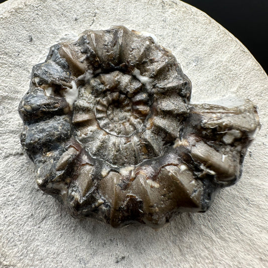 Androgynoceras maculatum ammonite fossil with box and stand - Whitby, North Yorkshire Jurassic Coast Yorkshire Fossils