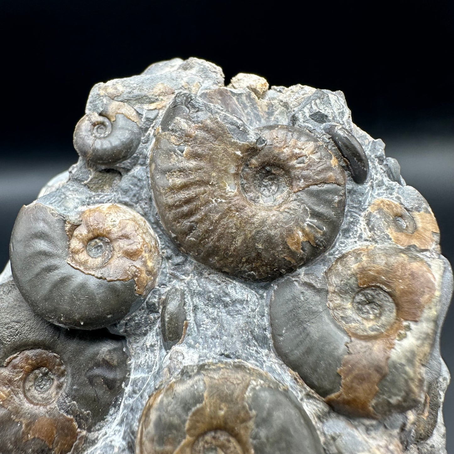 Eleganticeras Elegantulum ammonite fossil with box and stand - Whitby, North Yorkshire Jurassic Coast, Yorkshire Fossils