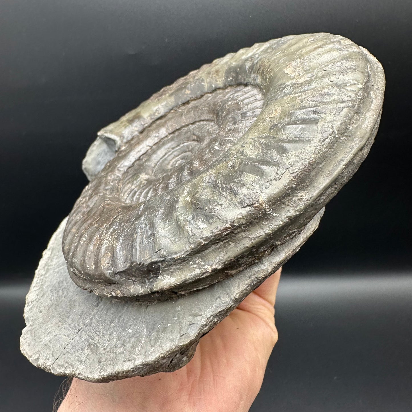 Hildoceras lusitanicum Ammonite fossil - Whitby, North Yorkshire, Jurassic Coast, Yorkshire Fossils from the Jurassic Coast